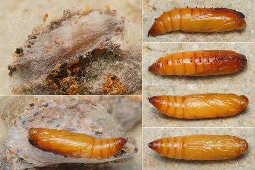 Apomyelois ceratoniae